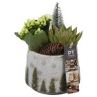 Kuusiruukussa mehikasvi sekä tulilatva sekä koristeet