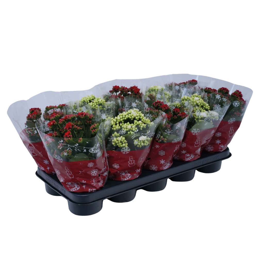 Tulilatva punainen ja valkoinen, kerrottu, glitter