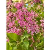 Syringa Bloomerang® Pink Perfume, ruukun halkaisija 23 cm