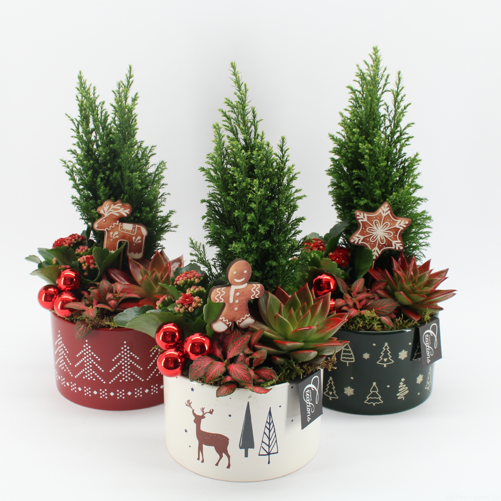 Istutuksen kasveina mehikasvi, havu, tulilatva sekä pitsilehti