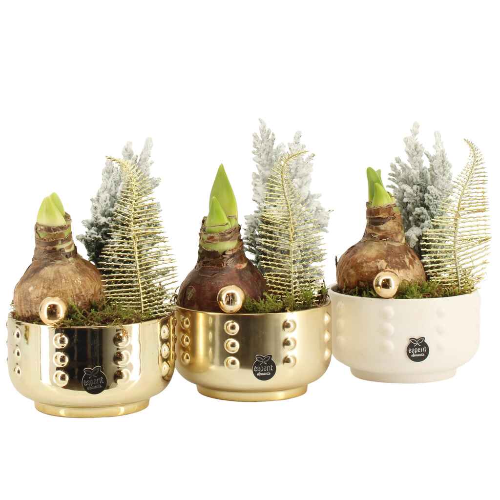 Amaryllis keramiikassa