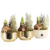 Amaryllis keramiikassa