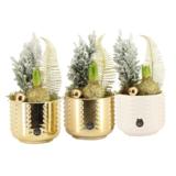 Jouluistutus kimalle