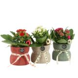 Istutus Joulukoriste