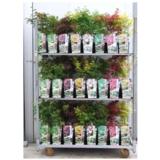 Japaninvaahtera -lajitelma rungollinen, ruukun koko 19 cm