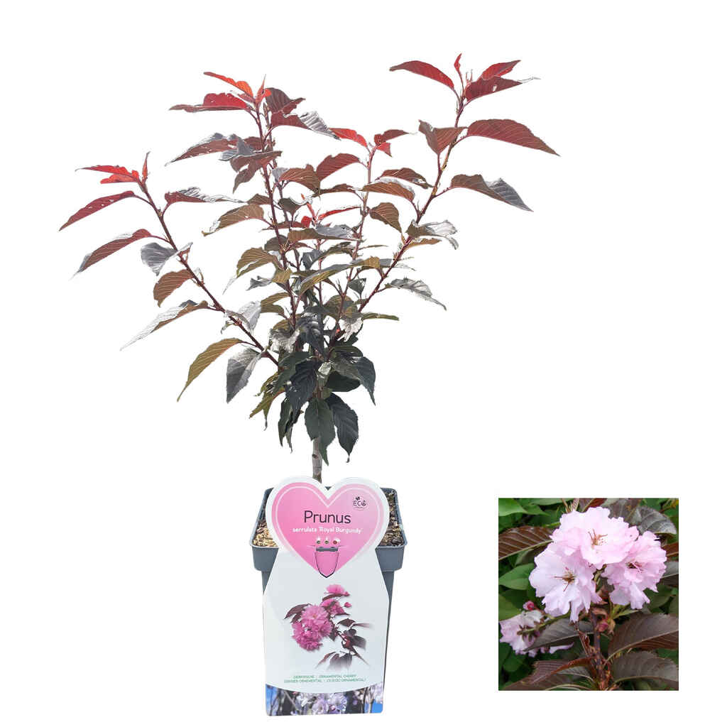 Japaninkirsikka 'Royal Burgundy'