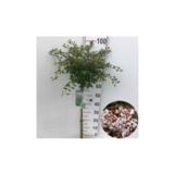 Japaninkääpiökirsikka Kojou-no-mai