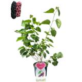 Valkomulperi, ruukun koko 23 cm