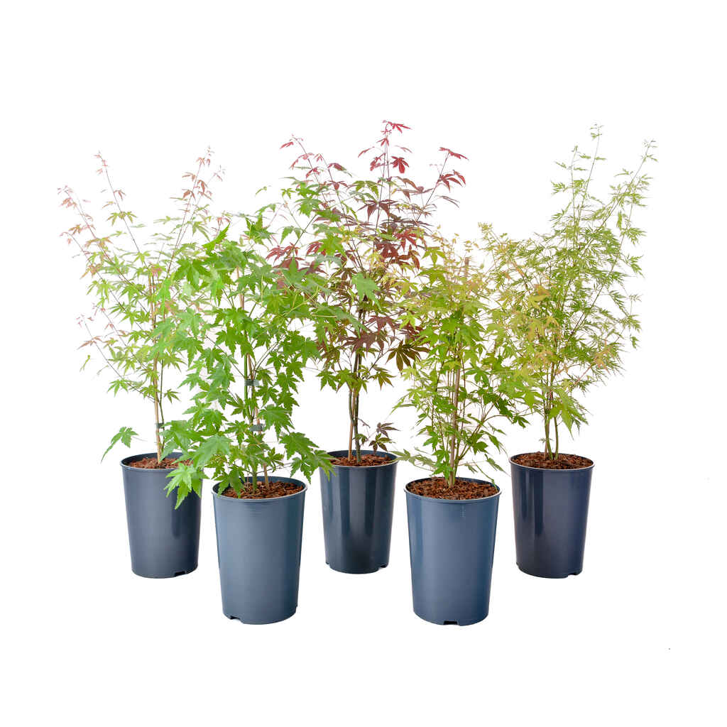 japaninvaahteralajitelma