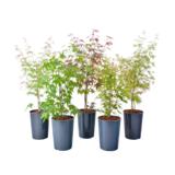 Japaninvaahtera -lajitelma, ruukun koko 21 cm