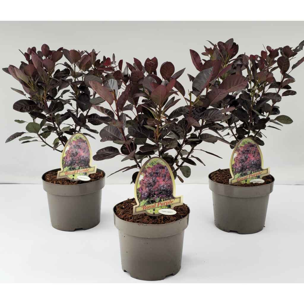 peruukkipensas 'Royal Purple'