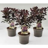 Peruukkipensas Royal Purple, ruukun koko 20 cm