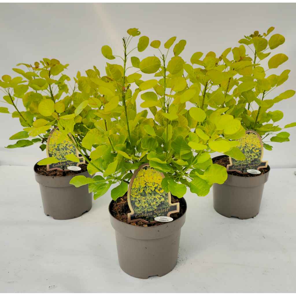 peruukkipensas 'Golden Spirit'