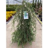 Kanadanhemlokki Pendula