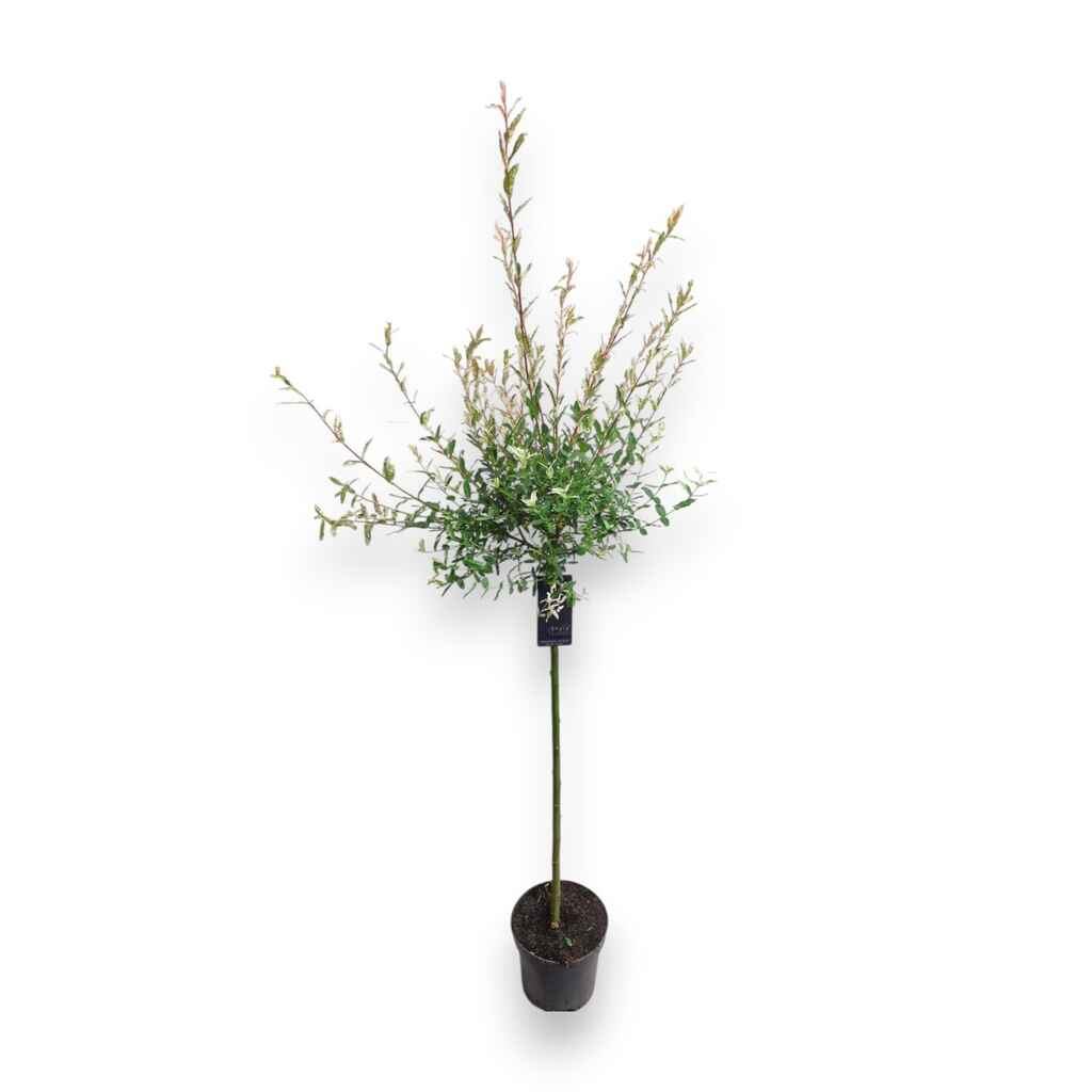 rungollinen hakuropaju taimi