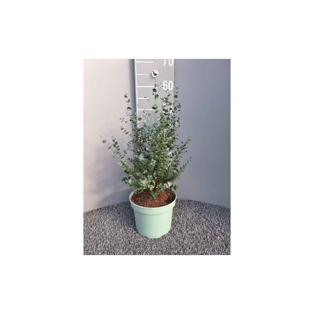 Eukalyptus