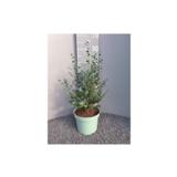 Eukalyptus 19 cm ruukussa