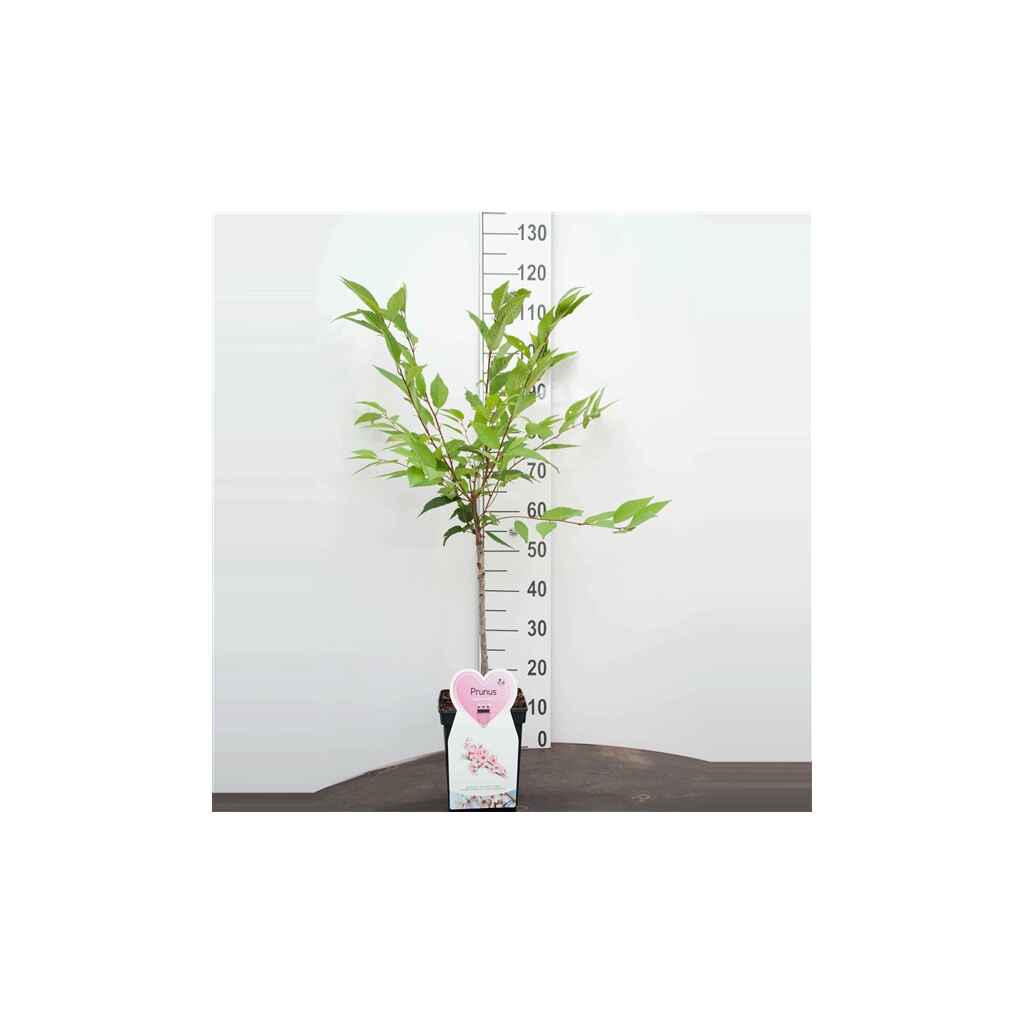 kuriilienkirsikka 'Ruby'