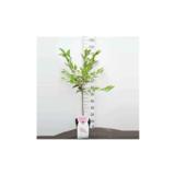 Kuriilienkirsikka Ruby rungollinen