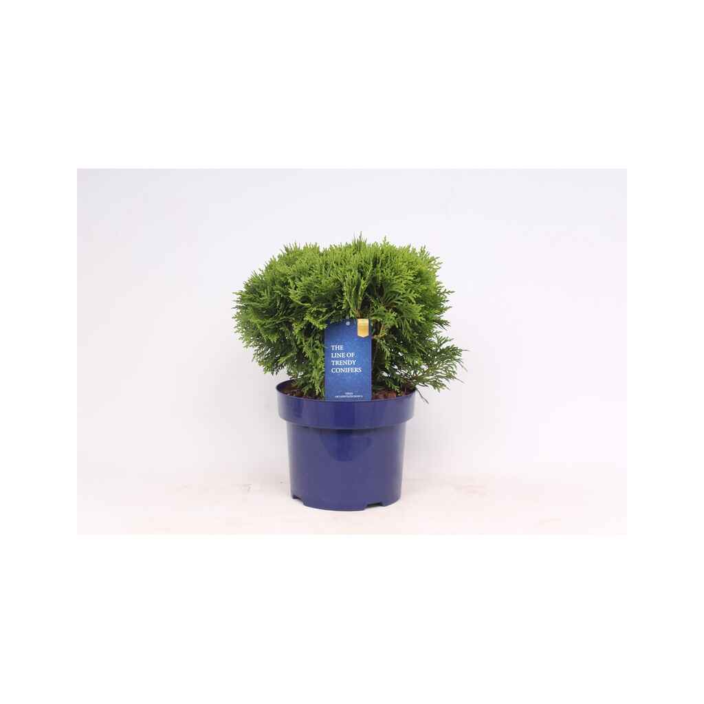 Pallotuija 'Danica' 23 cm ruukussa