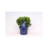 Pallotuija Danica, ruukun koko 23 cm