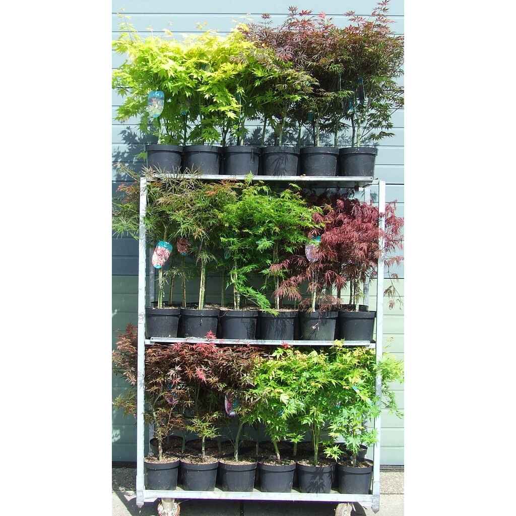 Japaninvaahteralajitelma