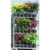 Japaninvaahtera -lajitelma rungollinen, ruukun koko 23cm