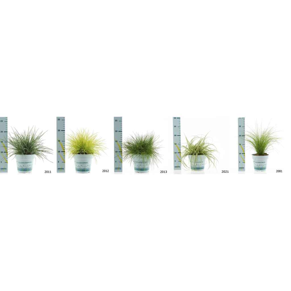 Koristeheinät 10,5 cm