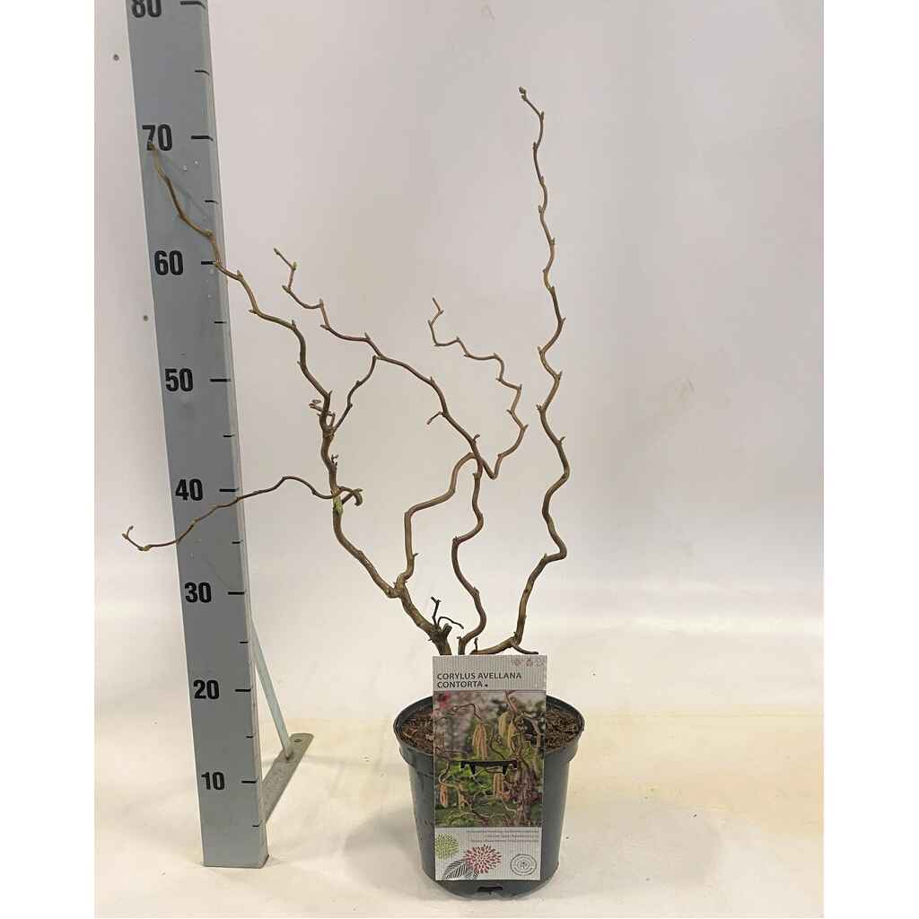 peikonpähkinäpensas