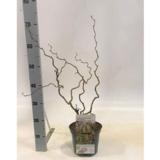 Peikonpähkinäpensas