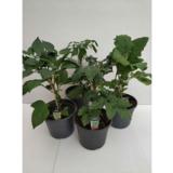 Patiovihannes 19 cm ruukussa