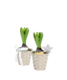 Istutus tähtihyasintti