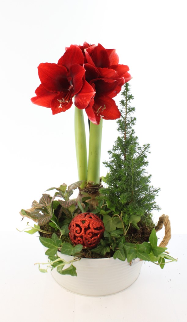 Istutus Joulun huiske