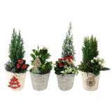 Jouluistutus mix  13 cm