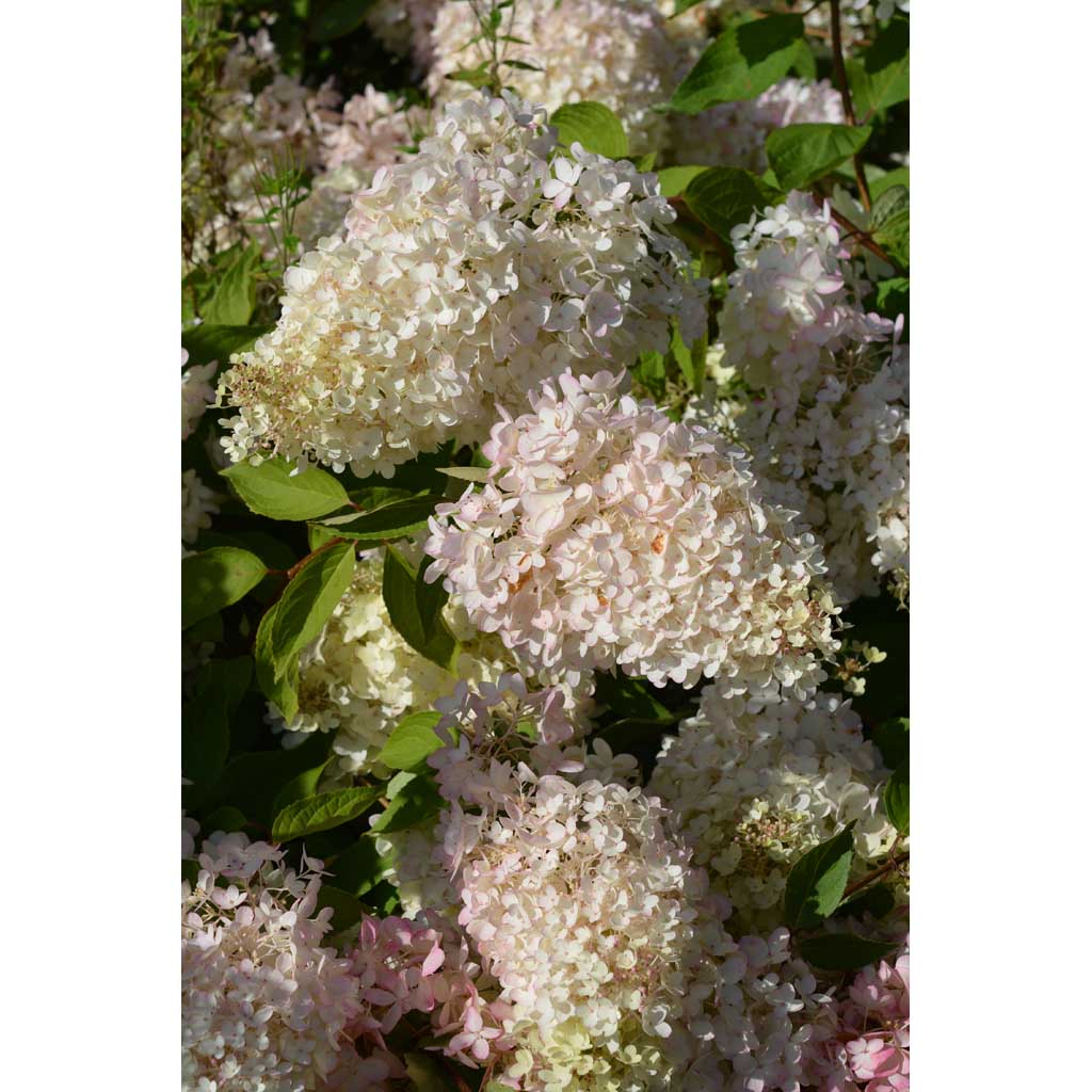 Syyshortensia rungollinen