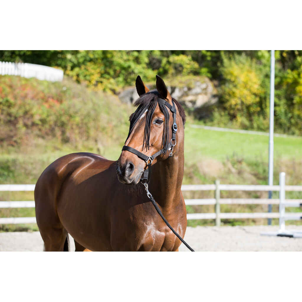 Horze kärpäshapsut