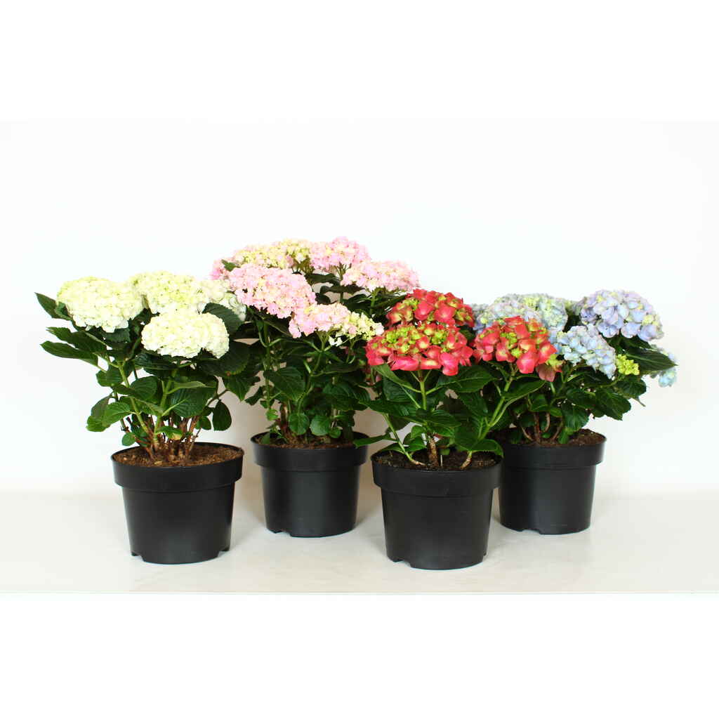 Patiohortensia