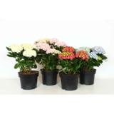 Patiohortensia