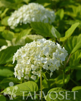 Pallohortensia Strong Annabelle® Incrediball