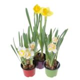 Isokukkainen narsissi