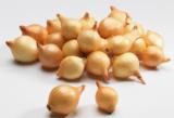 Keltasipuli Stuttgarter 1 kg