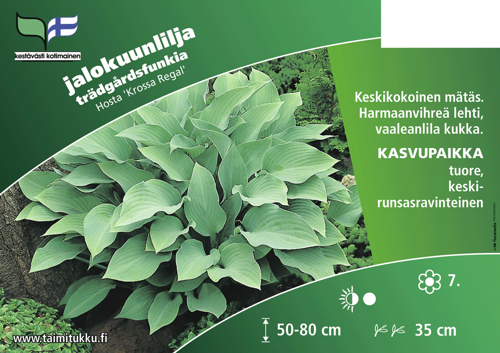 Jalokuunlilja Krossa Regal