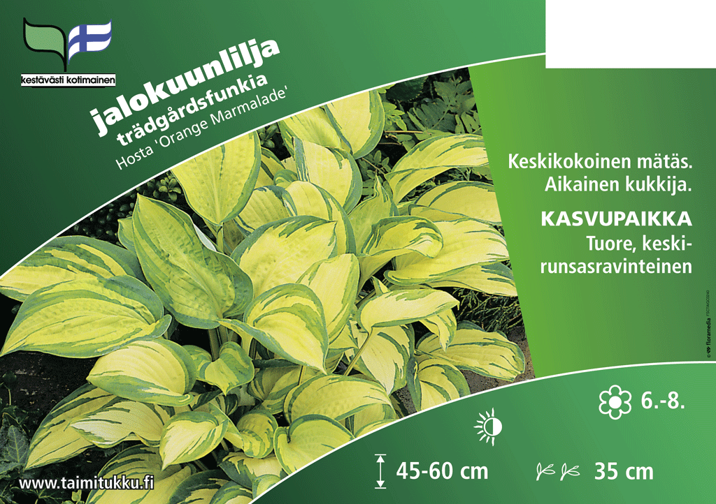 Jalokuunlilja Orange Marmalade