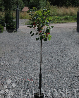 Punaherukka Jonkheer Van Tets rungollinen