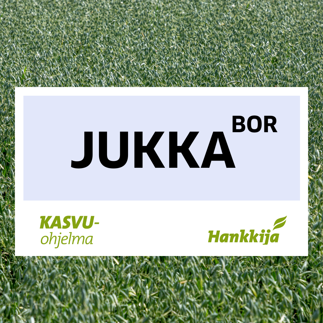 Jukka-kaura ruudulla