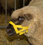 Riimu lampaalle, nylon keltainen