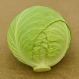 Keräkaali Castello F1 2500 kpl