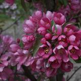 Koristeomenapuu Hopa