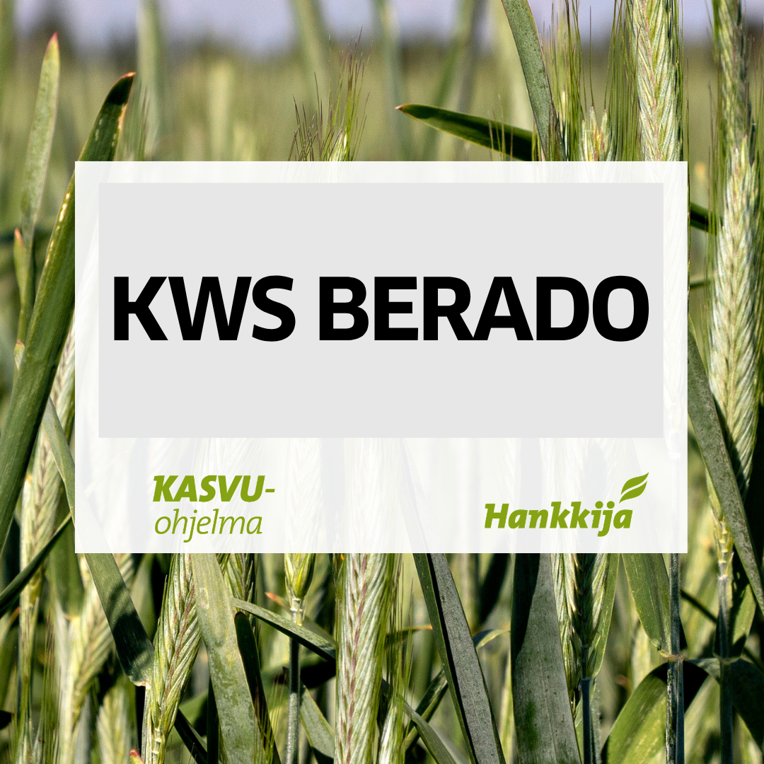 KWS Berado siemen ruis