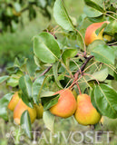 Päärynäpuu Lada
